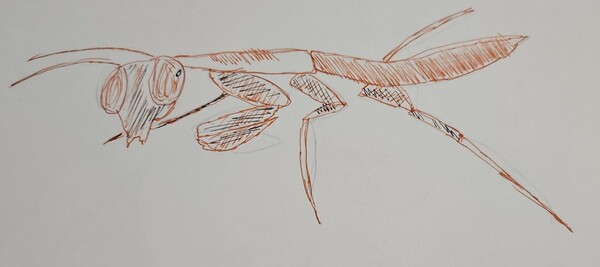 a pen sketch of the praying mantis coloured in brown and black.