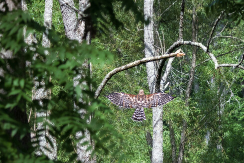 A red shouldered hawk flying towards a perch
