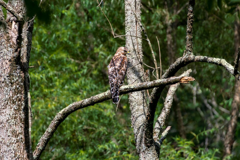 A red shouldered hawk on a perch.