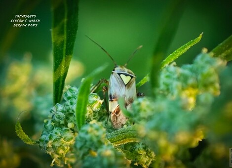 Adult of bug Lygus pratensis (Miridae) on goosefoot Chenopodium album (Amaranthaceae) on a dry meadow in urban park Rehberger in Berlin, July 2025, © Stefan F. Wirth