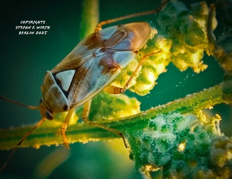 Adult of bug Lygus pratensis (Miridae) on goosefoot Chenopodium album (Amaranthaceae) on a dry meadow in urban park Rehberger in Berlin, July 2025, © Stefan F. Wirth