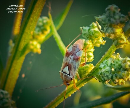 Adult of bug Lygus pratensis (Miridae) on goosefoot Chenopodium album (Amaranthaceae) on a dry meadow in urban park Rehberger in Berlin, July 2025, © Stefan F. Wirth