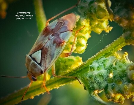 Adult of bug Lygus pratensis (Miridae) on goosefoot Chenopodium album (Amaranthaceae) on a dry meadow in urban park Rehberger in Berlin, July 2025, © Stefan F. Wirth