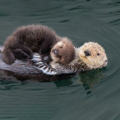 Two otter snuggling