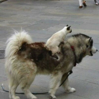 Kitty riding a husky