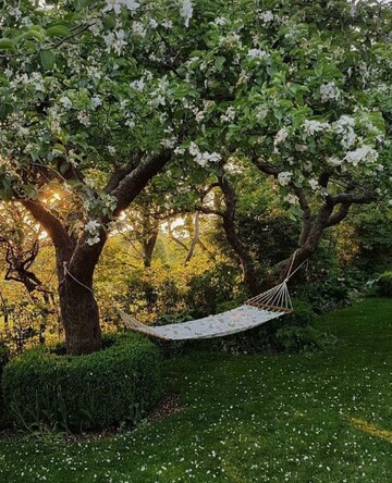 Hammock after tree.