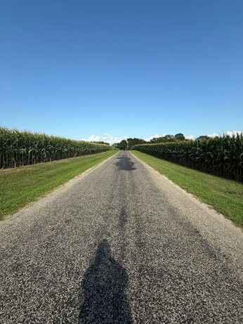 A rural road lined by mature corn plants in Illinois.