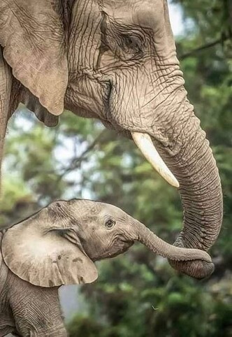 Mama and baby elephant
