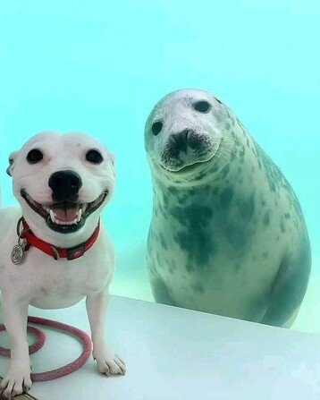 Dog and seal looking at you
