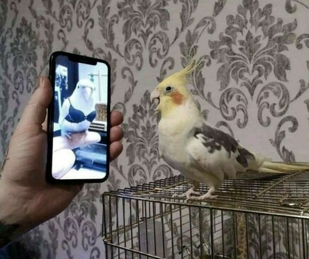 Bird watching phone video of another bird. Very risqué