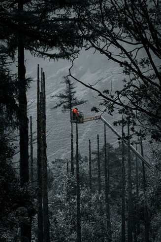 workmen up cherry picker crane felling trees in forest