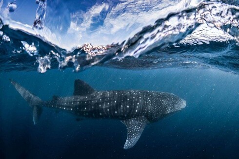 Whale shark underwater