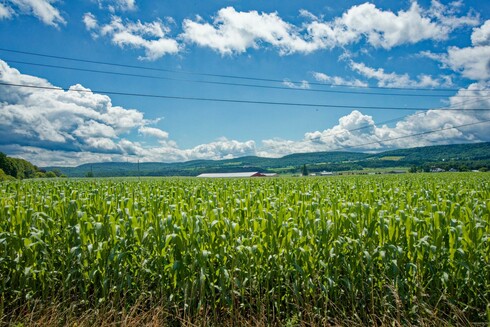 The bottom half of the image is a cornfield,  the roof and a bit of the red site of a dairy barn pokes out about it,  and mostly forested hills rise behind it with occasional cleared fields.  The sky has clusters of dramatic cumulus clouds and blue spots and the catenary curve of three power wires cross the sky in the foreground
