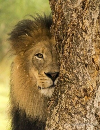 Lion peeking at your from behind a tree.
