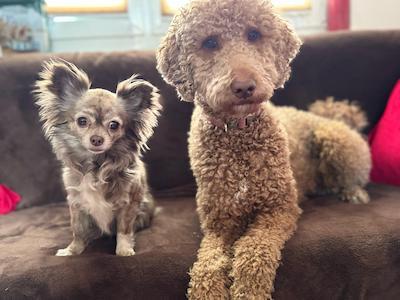 #hunde #sofa #ferienhaus #tinyhouse