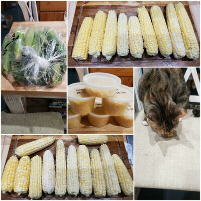A collage of pics, from top left clockwise: a clear bag full of sweet corn, a cutting board full of shucked corn cobs, 5.5 pints of blanched corn ready for the freezer, more shucked corn cobs on a cutting board, and a tortoiseshell cat with white paws eating corn on a kitchen bar stool.