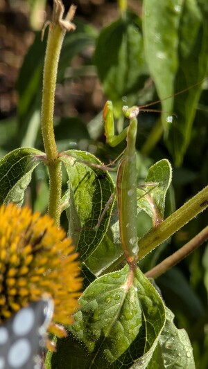 Close-up image of a praying mantis on a flower.