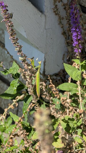 A praying mantis on a flower.