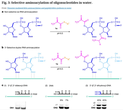 Breakthrough in Solving the Mystery of Life’s Origin
https://www.404media.co/scientists-make-breakthrough-in-solving-the-mystery-of-lifes-origin

* researchers puzzled over how 2 ingredients for life 1st linked up on early Earth
* demonstrated this reaction in the lab: aqueous, neutral pH

Thioester-mediated RNA aminoacylation and peptidyl-RNA synthesis in water

#OriginOfLife #biochemistry