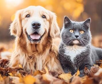A cat and dog together enjoying a beautiful colorful autumn day as they lay in the leaves