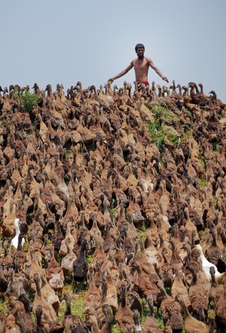 Mohamed Nazrul, a farmer in the Haors, has developed a thriving duck business. He and his small team take care of thousands of ducks, herding them to and from the water. 