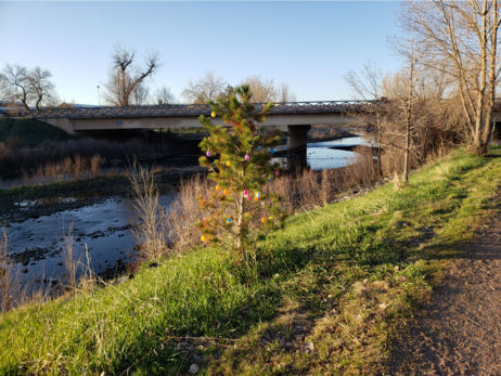 Small pine tree near a running path by a river, decorated with plastic Easter eggs the way people decorate Christmas trees. 