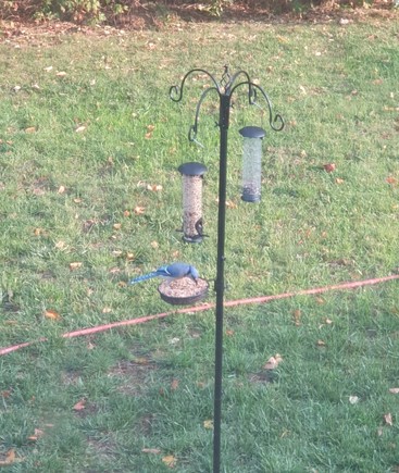 A bluejay eating seeds from a pan attached to a rod with multiple bird-feeders on it.
