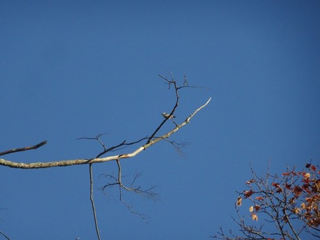 White-breasted nuthatch perched on a branch on a dead tree.