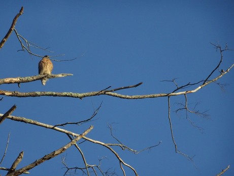 Red-shouldered hawk looking at a white-breasted nuthatch. They are both perched on a different but close branches on a dead tree.