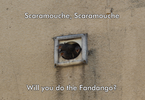 Three baby starlings in a vent with their mouths open as if singing. Captioned "Scaramouche, Scaramouche, Will you do the Fandango?"