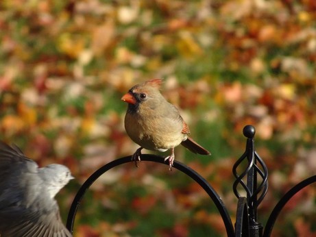 A female northern cardinal sitting on top of a feeder, with a tufted titmouse flying in from the bottom left.