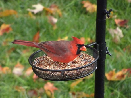 A male northern cardinal standing in a tray full of seeds.