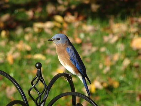 Male eastern bluebird perched on a feeder.