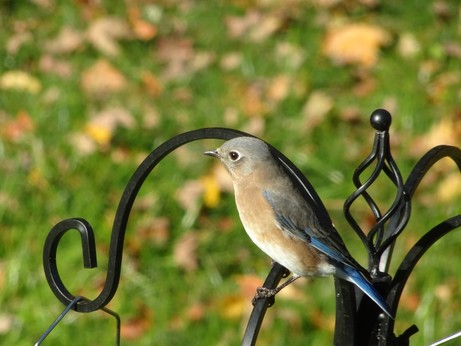 Female eastern bluebird perched on a feeder.