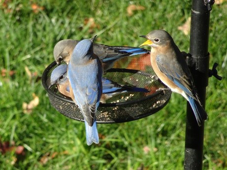 A group of 4 bluebirds, two male and two female, sitting in a mostly empty seed tray.