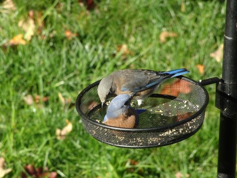 A pair of bluebirds, one male and one female, sitting in a mostly empty seed tray.