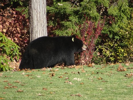 A picture of a bear in a back yard.