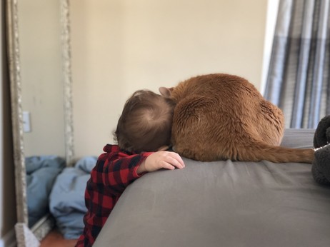 Noodles, an orange and white cat, sitting on a bed while a 2-year old boy facing away from the camera snuggles up against him.