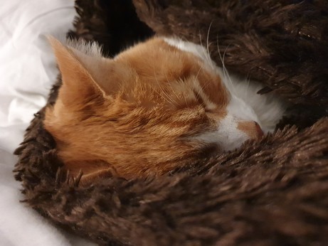 Noodles, an orange and white cat, wrapped in a brown fuzzy blanket.