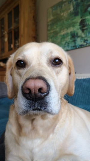 Dexter, the golden Labrador retriever