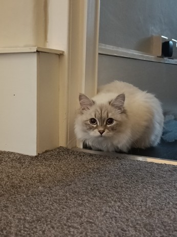 A siberian cat waiting to pounce.