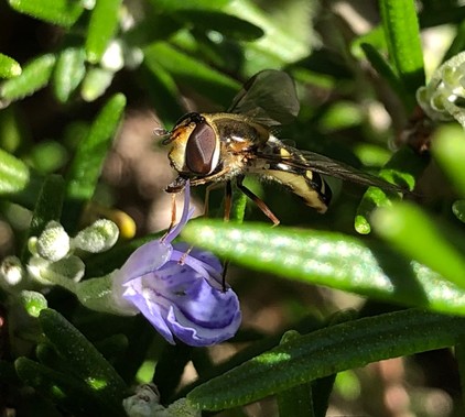 Aphid eater hoverfly on a rosemary flower.