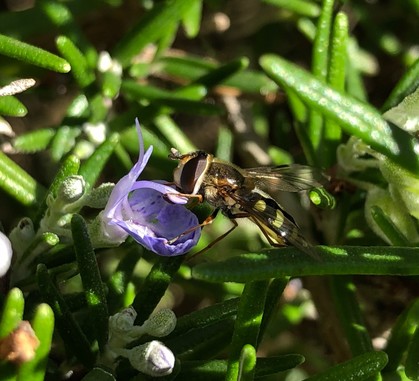 Aphid eater hoverfly on a rosemary flower.