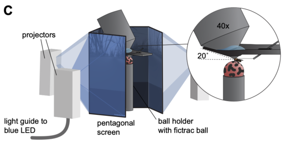 A fly on a spherical treadmill surrounded by five display screen.