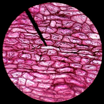 Onion bulb epidermis.