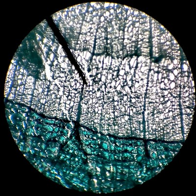 Tilia stem.