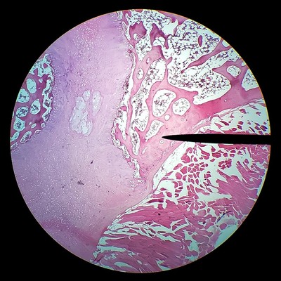 Mammal fibrocartilage section.