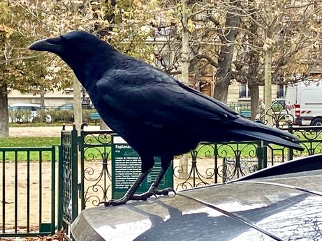 A carrion crow (corneille noire in French, Corvus corone in Latin) on top of a car.