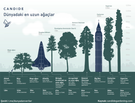 Dünyadaki en uzun ağaçlar