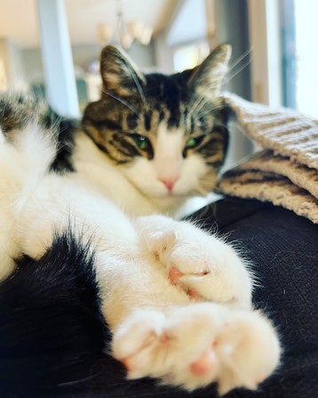 Close up of a tabby cat with a white face and green eyes. Paws are extended out and are in focus with pink toe beans showing. Face is slightly blurry in the background.